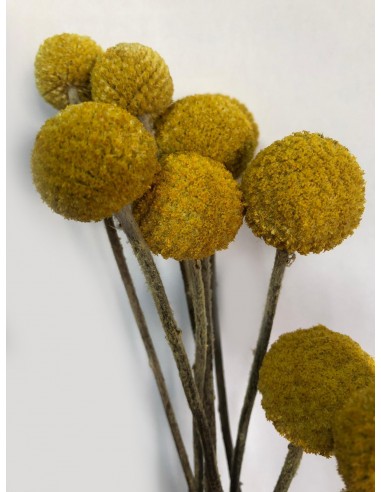 Craspedia Preservada  Amarillo Mostaza