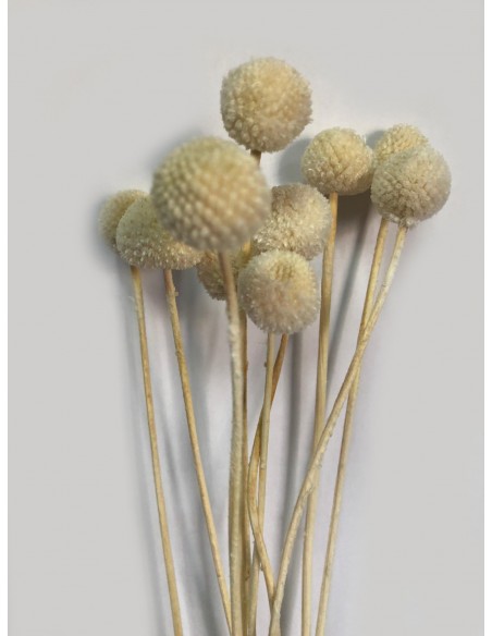 Craspedia Preservada  Blanco