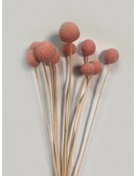 Craspedia Preservada Rosa claro