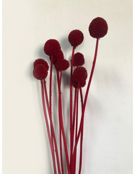 Craspedia Preservada  Rojo