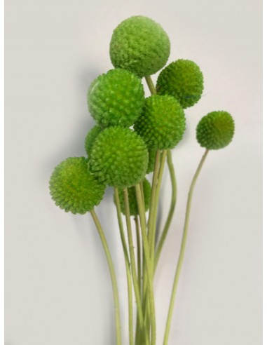 Craspedia Preservada  Verde