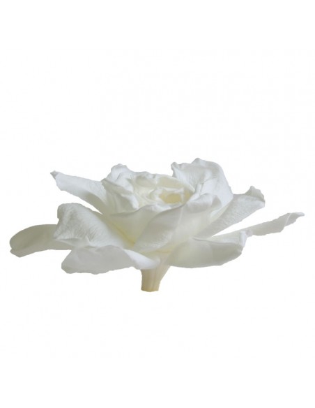 Gardenia Preservada color. Blanco 3Ud