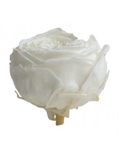 Pack 6 rosas prerservadas varios colores