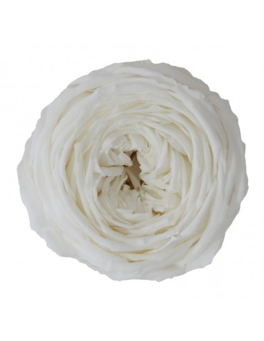 Pack 6 rosas prerservadas varios colores