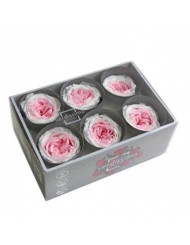 Rosa garden preservada bicolor Blanco / Rosa 6 UD