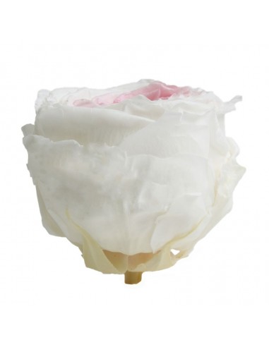 Rosa garden preservada bicolor Blanco / Rosa 6 UD