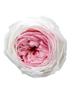 Rosa garden preservada bicolor Blanco / Rosa 6 UD