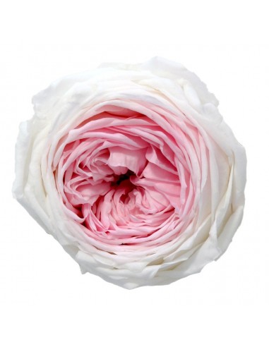 Rosa garden preservada bicolor Blanco / Rosa 6 UD