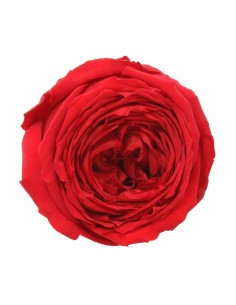 Rosa garden rojo 6 UD