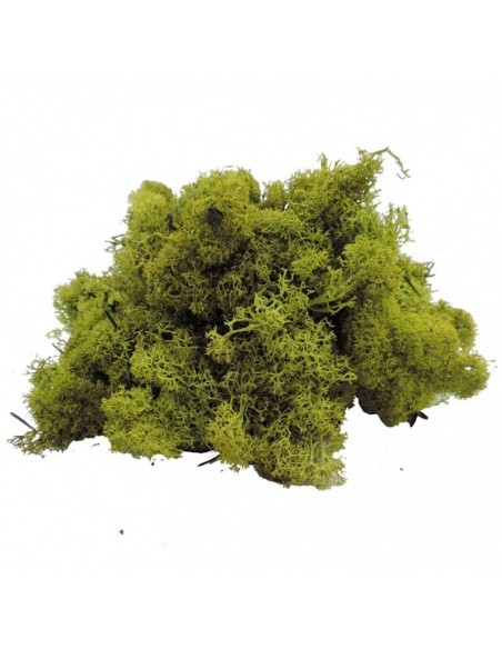 Musgo preservado verde 1KG