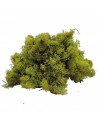 Musgo preservado verde 1KG