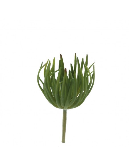 PLanta crasa Tyledecom