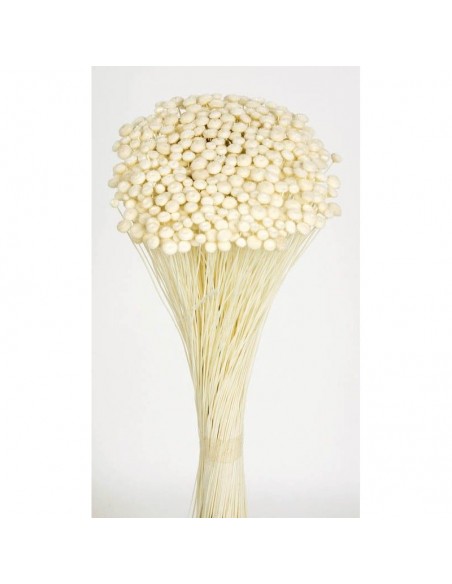 Amarelino color blanco pastel 45cm 120g