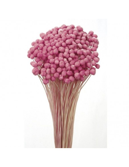 Amarelino color rosa oscuro 45cm 120g