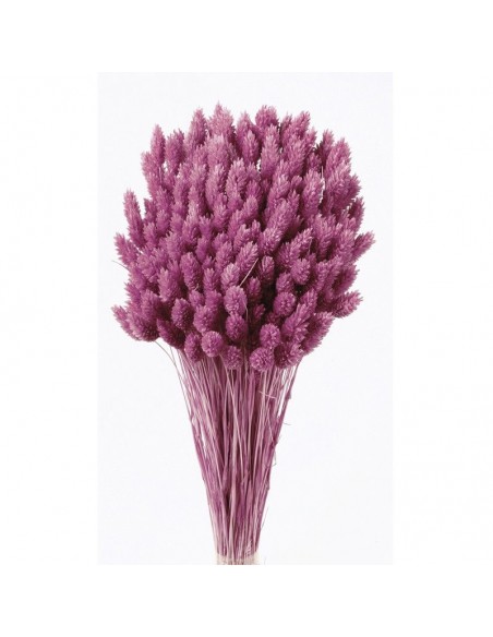Phalaris color fucsia oscuro 80cm 150g