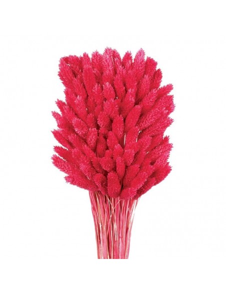 Phalaris color Fucsia 80cm 150g