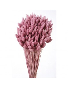 Phalaris color Rosa pastel 80cm 150g
