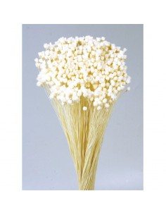 Jazilda color Blanco 50cm 100g