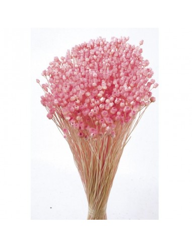 Jazilda color Rosa pastel 50cm 100g