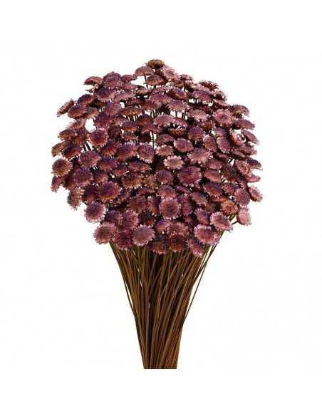 Margaret color Lavanda 50cm 85g