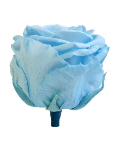 Rosa preservada standard celeste