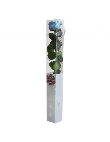 Rosa preservada standard celeste