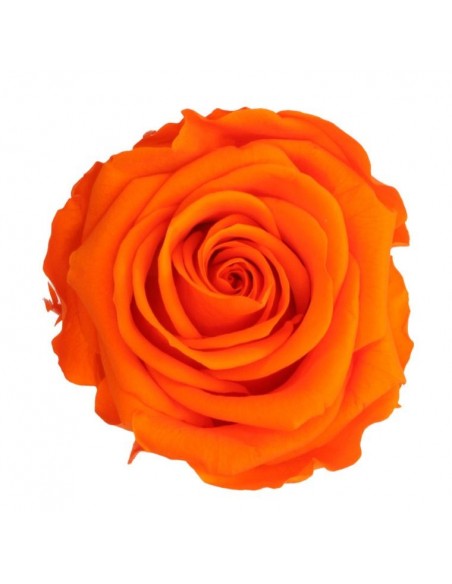 Rosa preservada standard Naranja