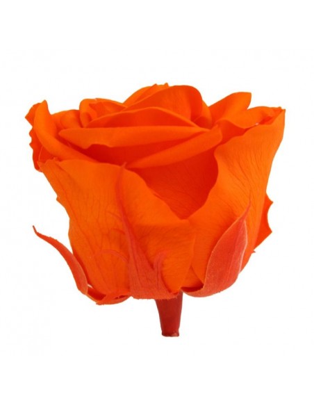 Rosa preservada standard Naranja