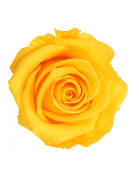 Rosa preservada standard amarillo