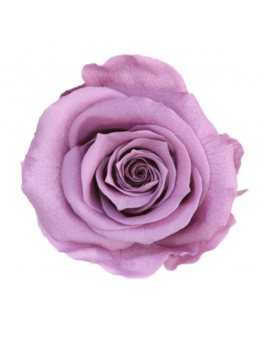 Rosa preservada standard lila