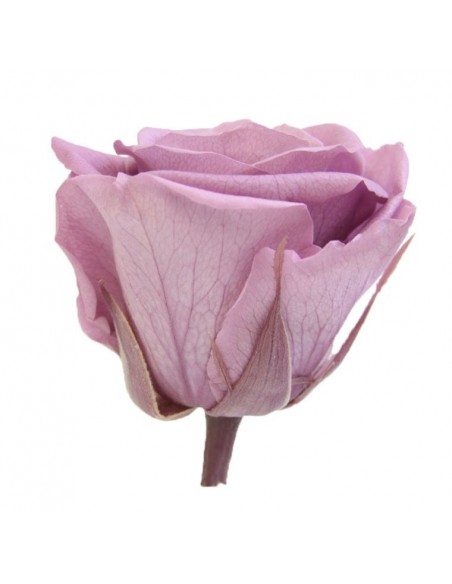 Rosa preservada standard lila