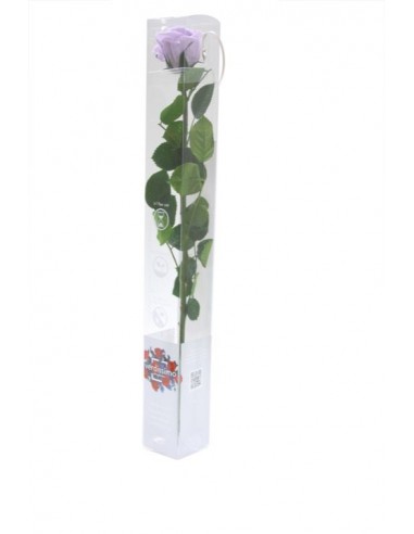 Rosa preservada standard lila