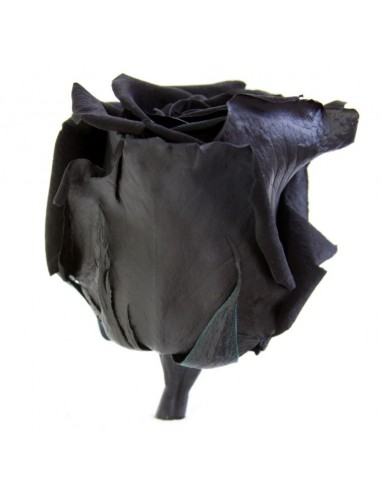 Rosa preservada negro
