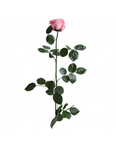 Rosa preservada standard rosa