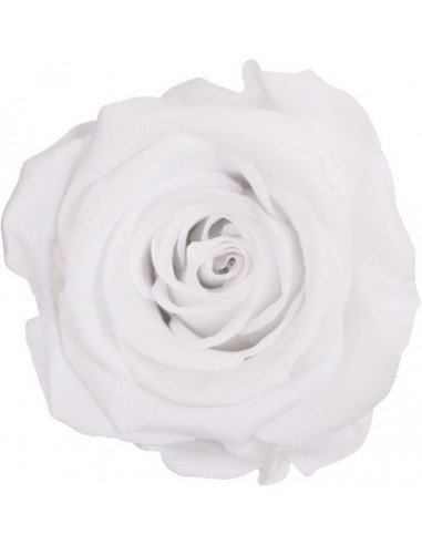 Rosa preservada blanco
