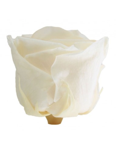 Rosa preservada champagne