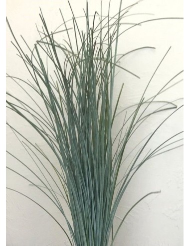 Beargrass verde 40-80cm