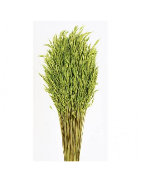 Avena sativa color verde 200g