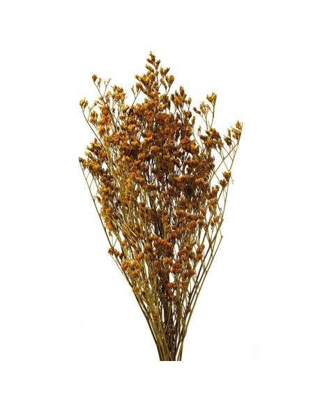 Limonium preservado color amarillo