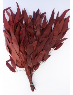 Eucalipto arbolapp color rojo