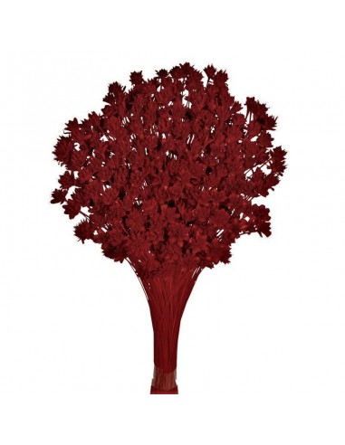 Hill flower rojo 45cm