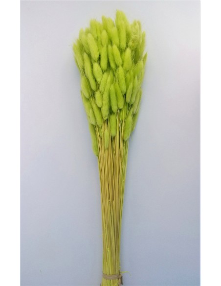 Lagurus / Bunny tails Verde pistacho