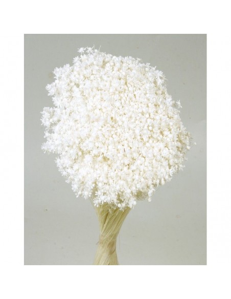 Marcela blanca 30cm 50g