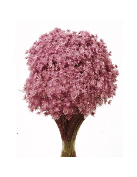 Marcela rosa pastel 30cm 50g