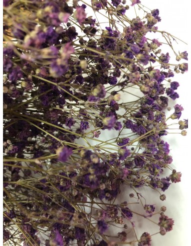 Gypsophila Paniculata preservada Morado