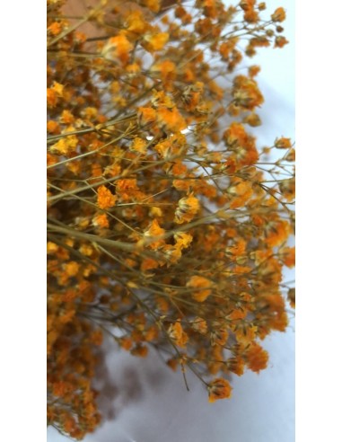 Gypsophila Paniculata preservada Naranja