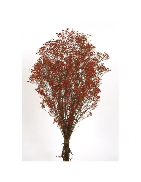 Gypsophila Paniculata preservada Rojo