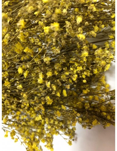 Gypsophila paniculata amarillo