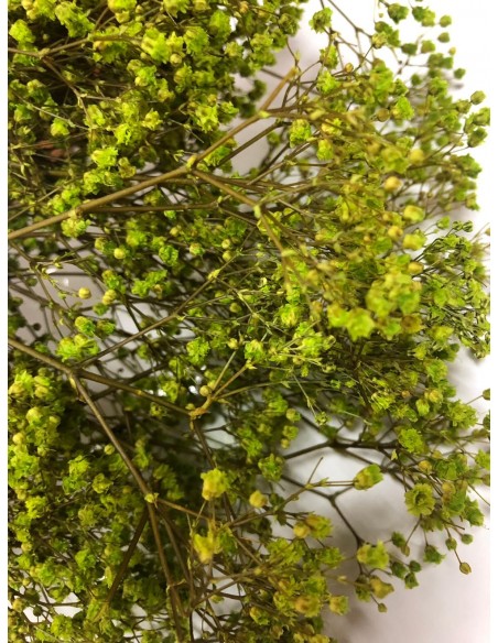 Gypsophila paniculata verde
