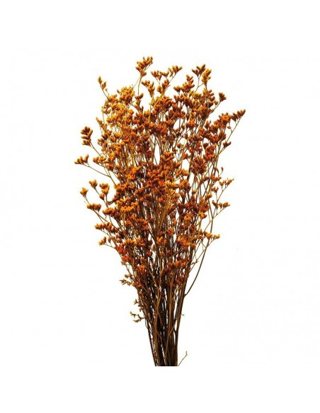 Limonium preservado color